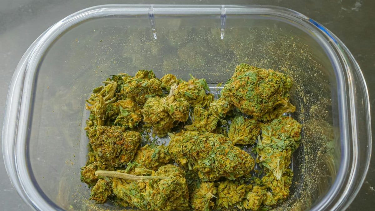 Clear plastic container filled with dried cannabis buds from above, emphasizing texture and color.