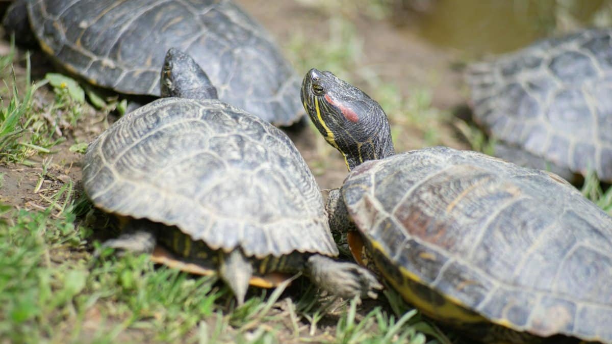 A group of red-eared slider turtles basking on grass with shells visible, enjoying daylight.