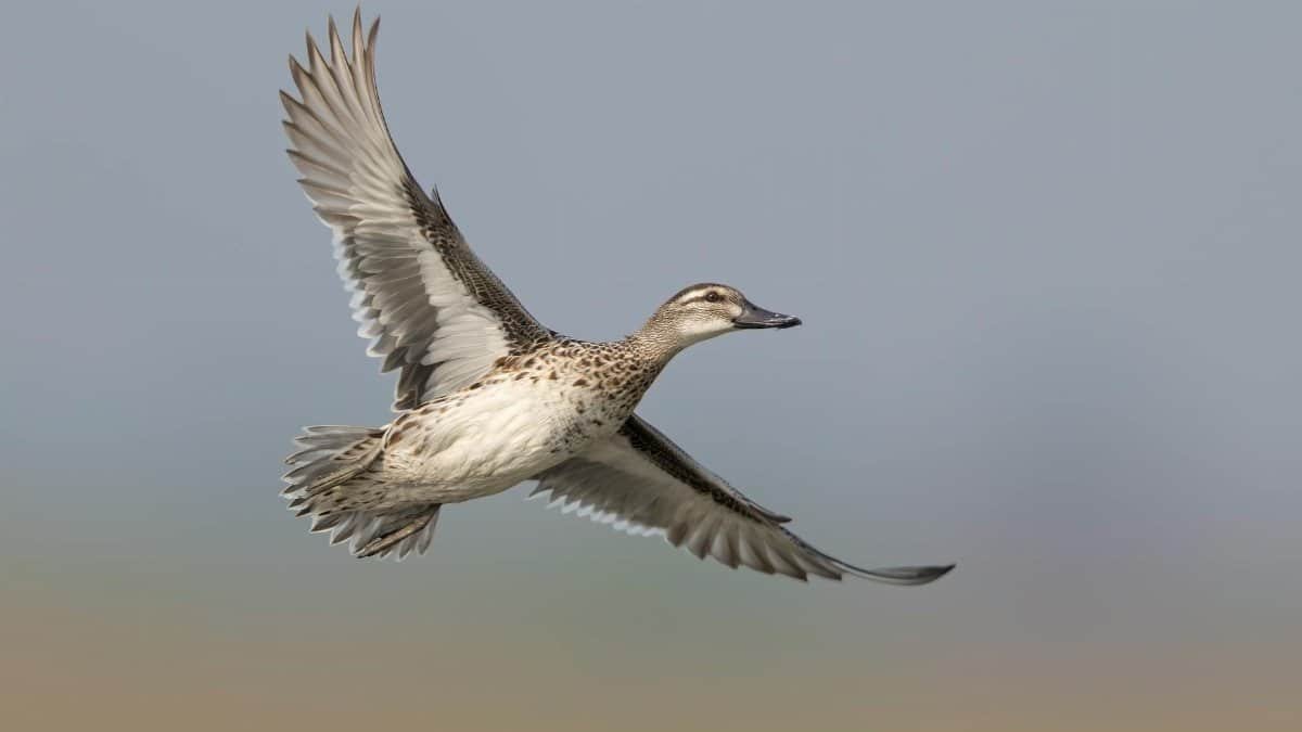 Detailed image of a duck in flight with wings spread against a clear sky.