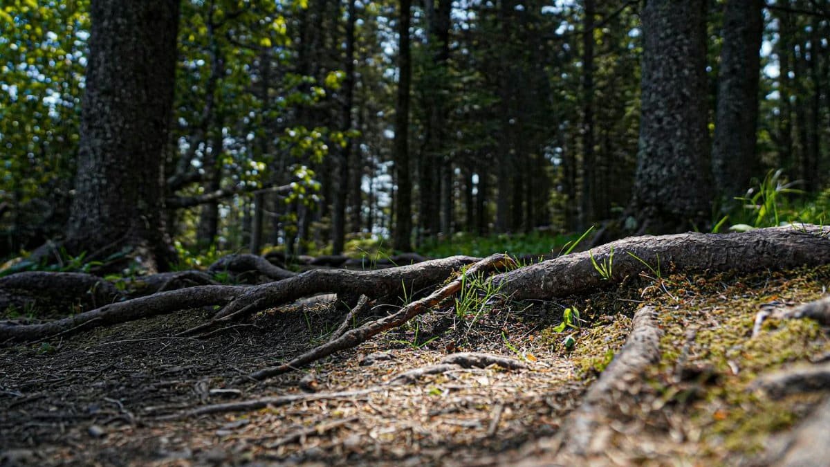 Captivating forest floor in Duluth, MN, showcasing tree roots and lush greenery under dappled sunlight.