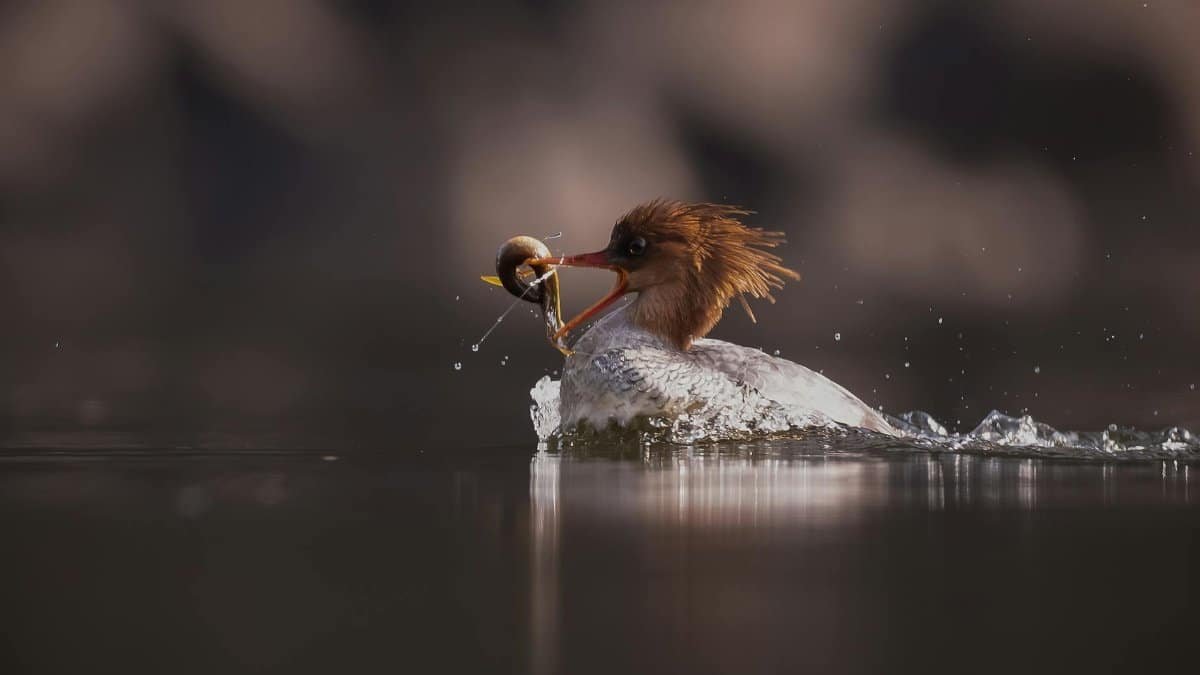 A Common Merganser dives in the water in search of fish during sunset in Guangzhou, China.
