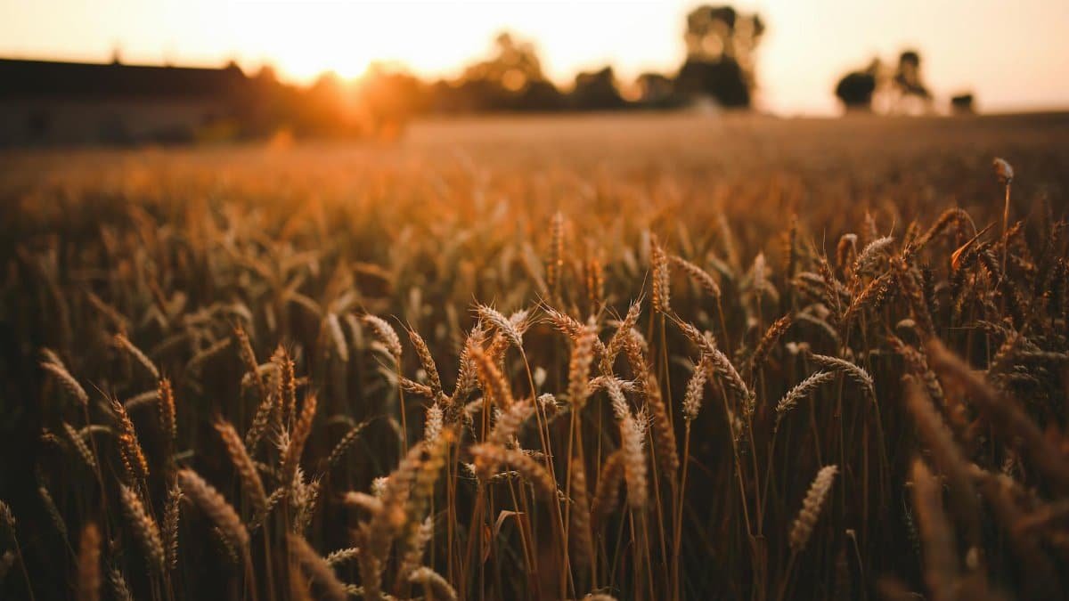 A scenic view of a golden wheat field under a warm, orange sunset, highlighting harvest season.