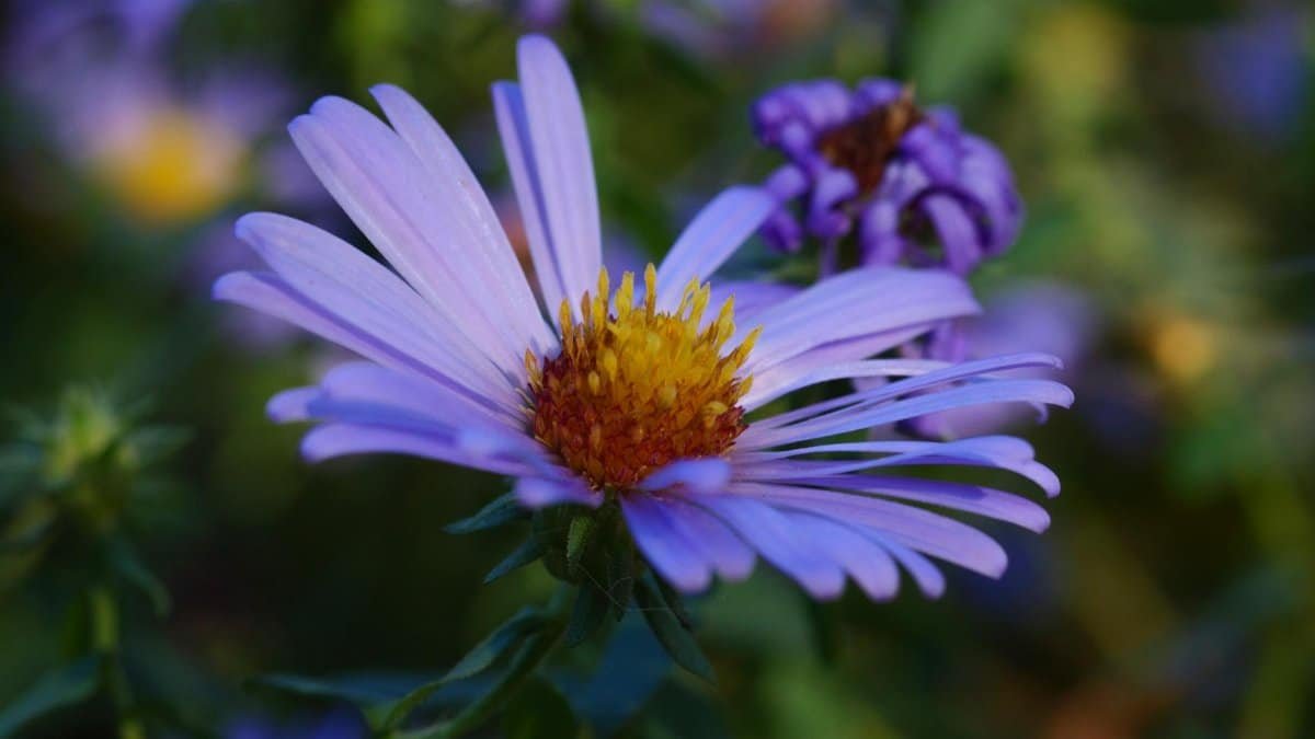 A beautiful close-up of a vibrant purple aster flower in full bloom.