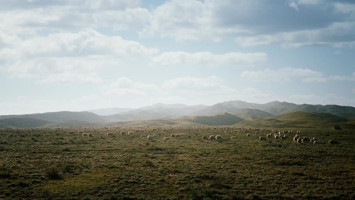 Peaceful countryside scene of sheep grazing on vast pastures in Dagestan's scenic landscape.