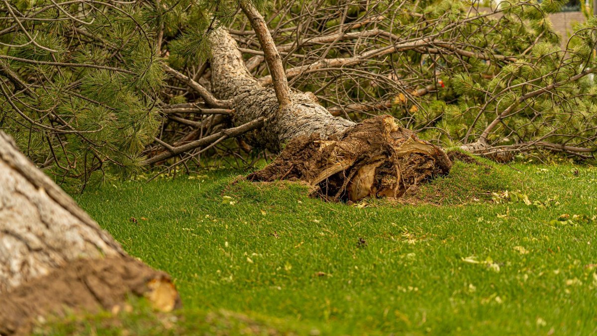 Large pine tree uprooted, lying on green grass in Hyrum, Utah. Nature and storm impact.