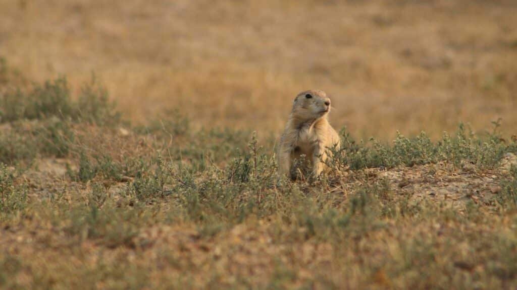 A prairie dog alert in a grassy field in North Dakota, USA.