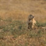 A prairie dog alert in a grassy field in North Dakota, USA.