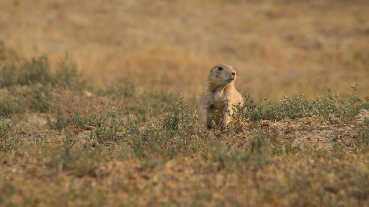 A prairie dog alert in a grassy field in North Dakota, USA.