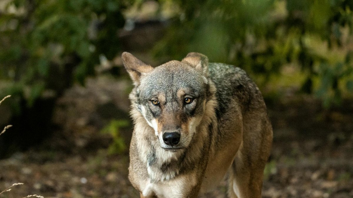 Close-up of a wild wolf standing in a lush forest, showcasing its natural beauty.