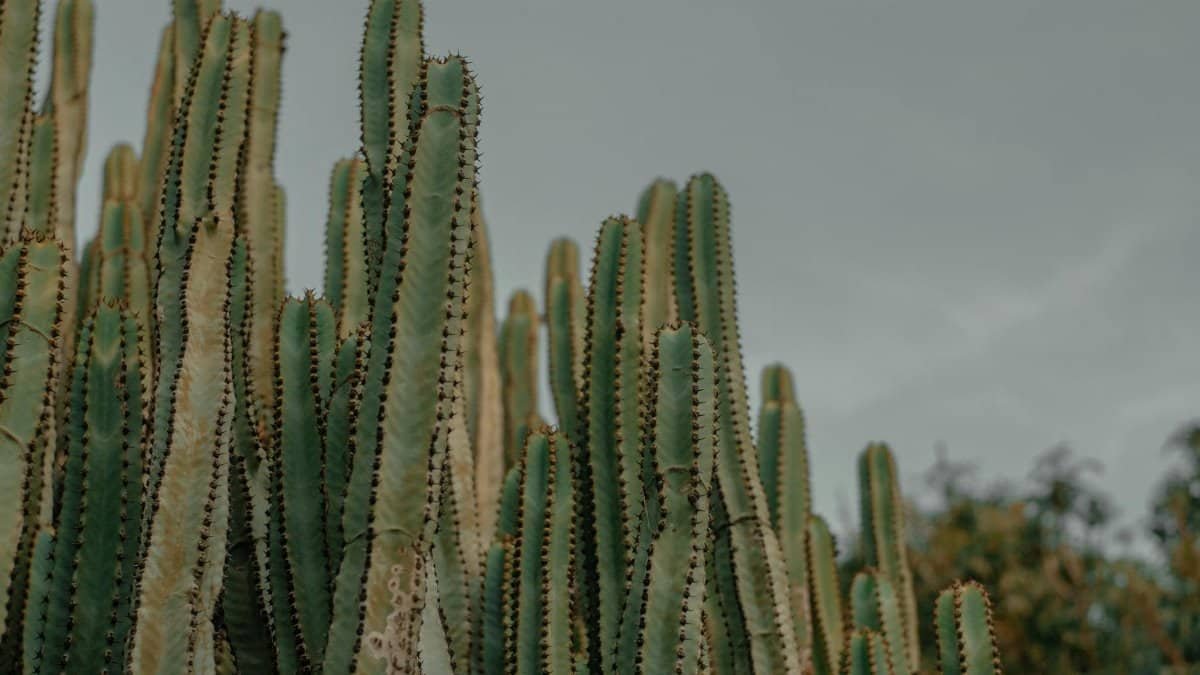 Towering cactus plants under a moody sky in Tenerife, Spain, showcasing natural growth and textures.