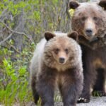 A mother grizzly bear and her cub strolling on a path amidst lush greenery.