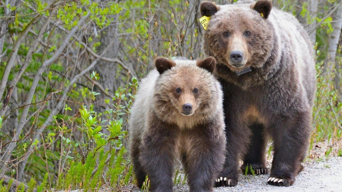 A mother grizzly bear and her cub strolling on a path amidst lush greenery.
