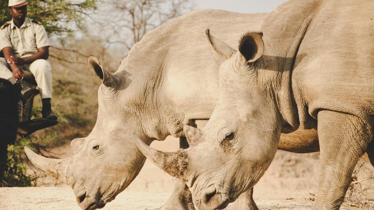 Two white rhinos grazing in a South African wildlife park with a ranger nearby.