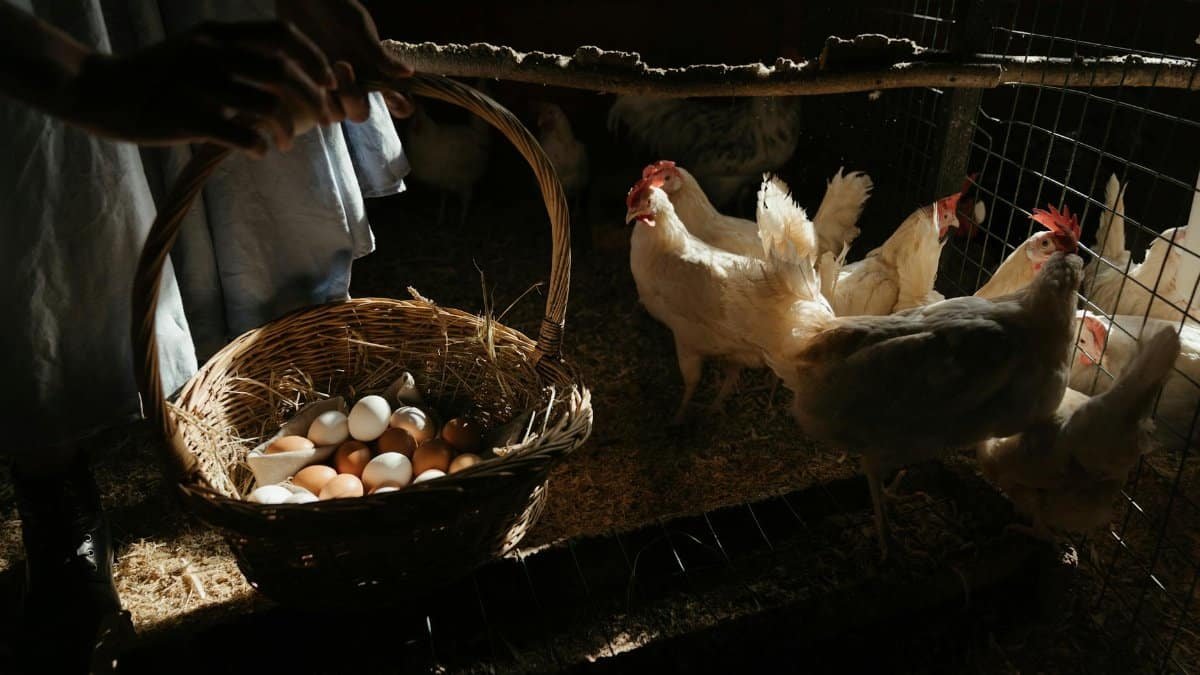 Collecting fresh eggs in a wicker basket in a sunlit chicken coop with hens.