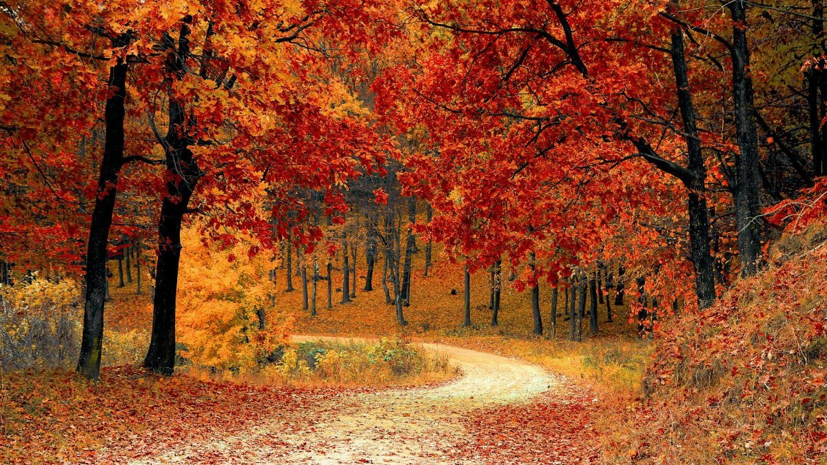 A picturesque autumn scene featuring a winding path through a vibrant forest of red and orange leaves.