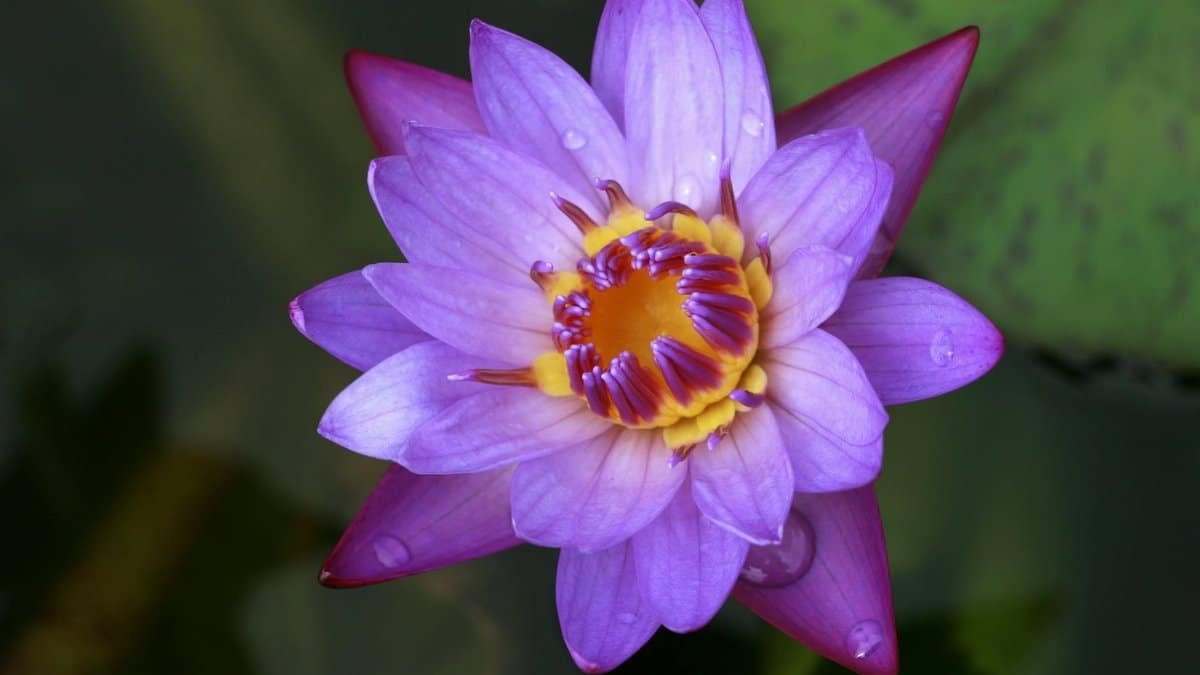 Close-up of a purple water lily with dew drops, showcasing vibrant colors and intricate details.