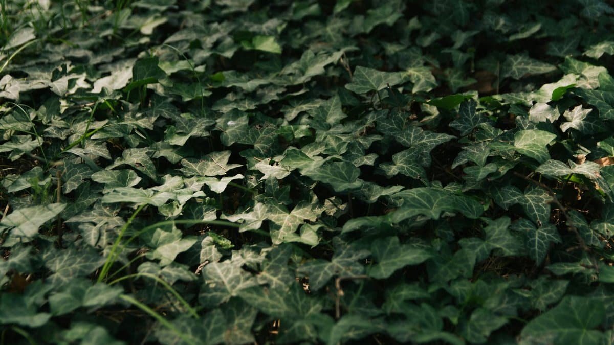 Dense green ivy leaves creating a natural carpet on forest ground.