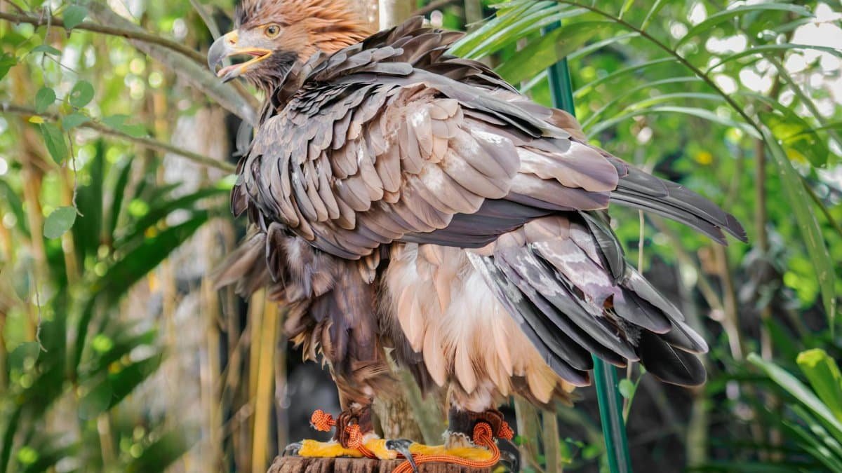 Close-up of a majestic Philippine Eagle standing on a tree stump amidst dense tropical foliage.