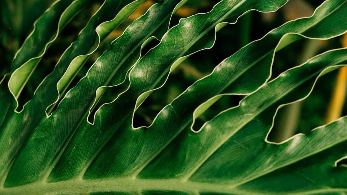 Detailed close-up of a split leaf philodendron showcasing its vibrant green fronds.
