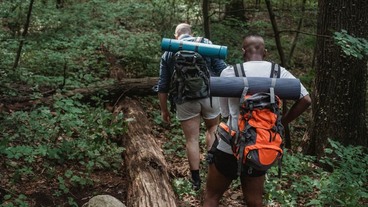 Full body back view of anonymous multiethnic adventurers in casual clothing with backpacks walking on ground covered with grass in woodland in daylight