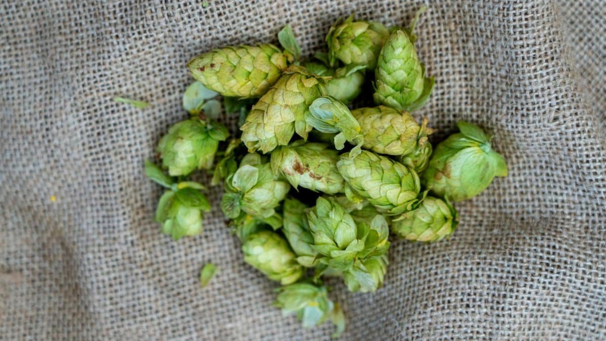 A bundle of fresh green hops lies on a rustic burlap cloth, showcasing their vibrant texture.