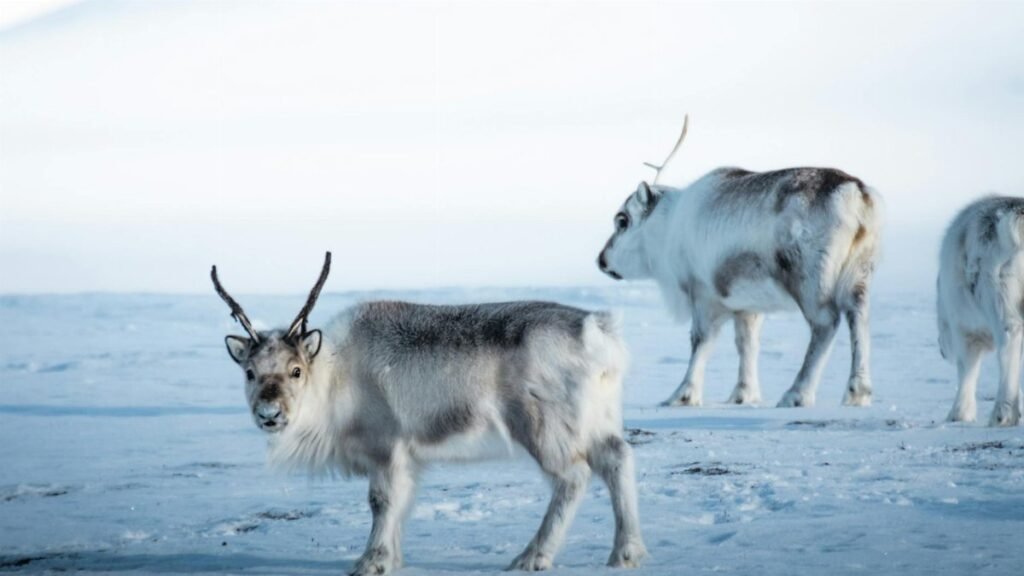A herd of Peary caribou traverses the snowy Arctic terrain, showcasing their natural habitat.