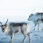 A herd of Peary caribou traverses the snowy Arctic terrain, showcasing their natural habitat.