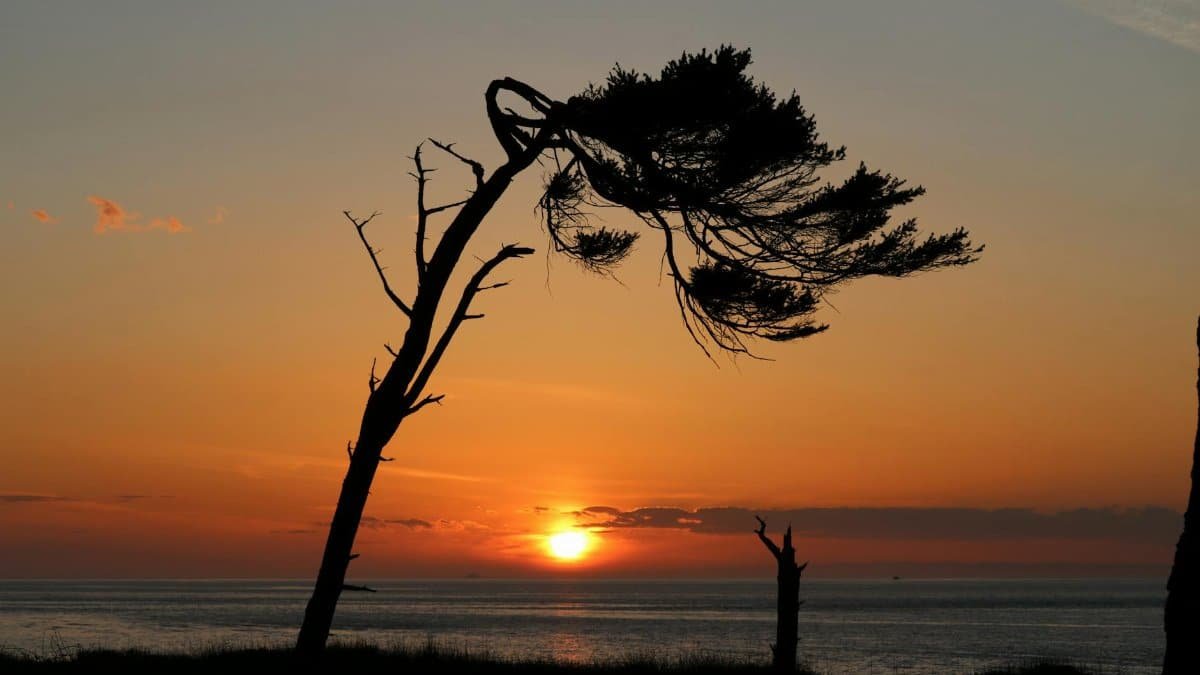 A dramatic silhouette of a tree at sunset over the ocean in Port Townsend, Washington.