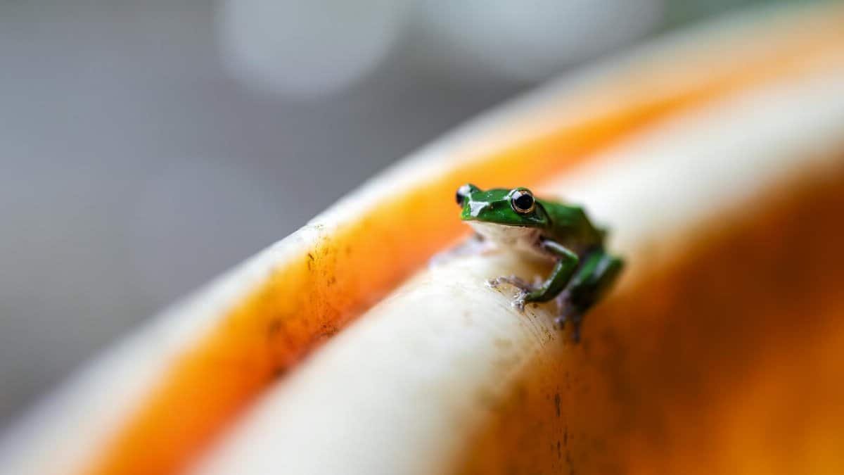 Close-up of a green frog perched on a curved orange surface with blurred background.