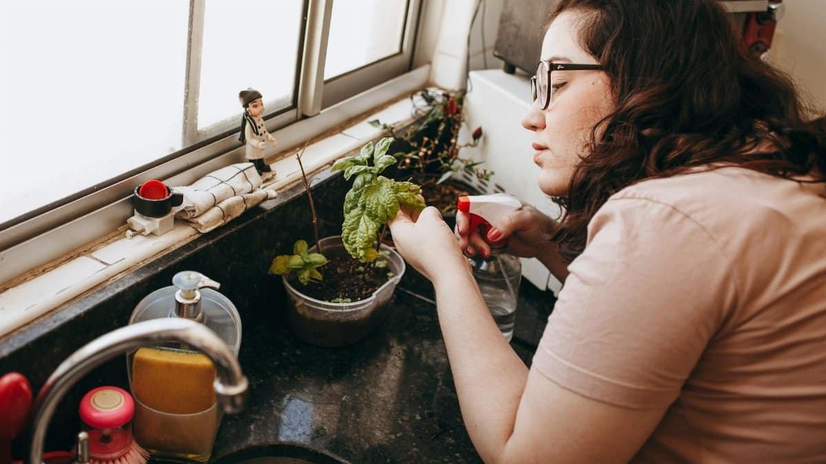 A woman tending to her indoor plants on a kitchen counter, enhancing home décor.