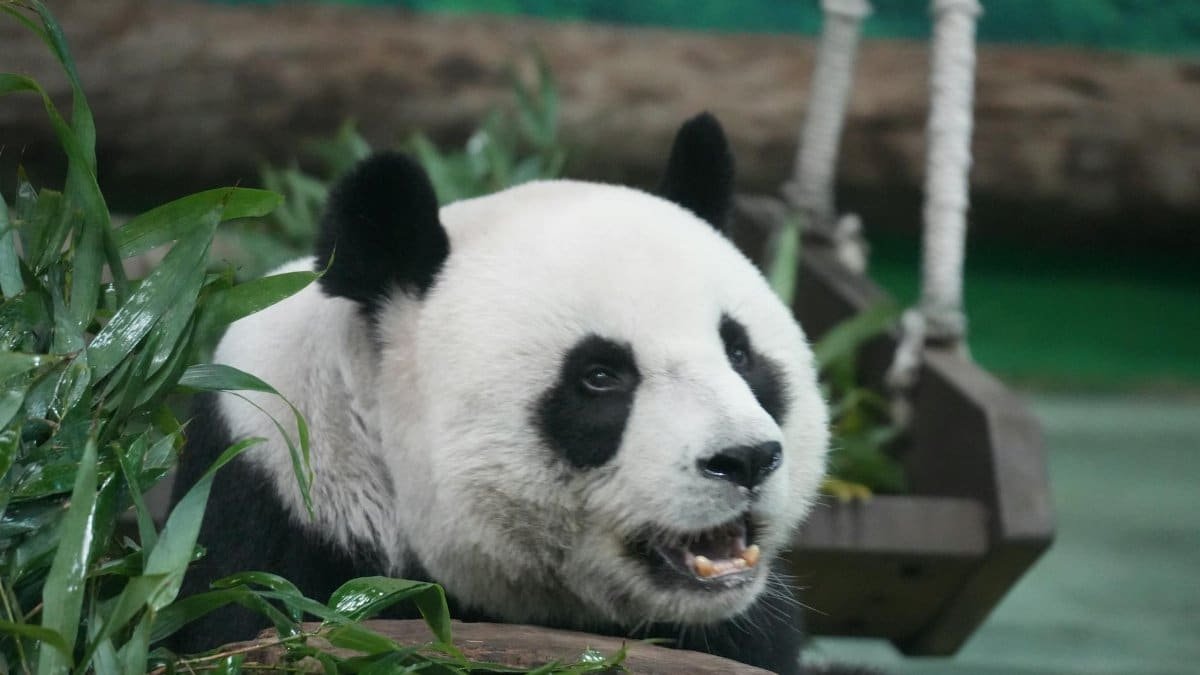A giant panda chewing bamboo surrounded by greenery in a natural setting. Ideal for wildlife and nature themes.