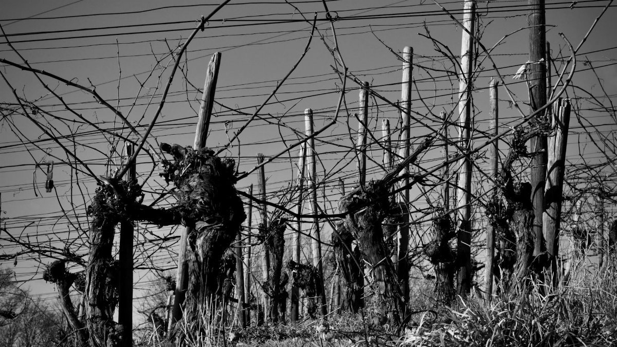 Black and white photograph of a vineyard with bare vines in winter, showcasing a rustic atmosphere.