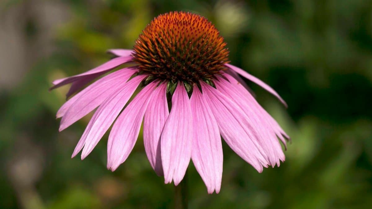 Close-up photo of a vibrant purple coneflower showcasing its colorful petals and unique structure.