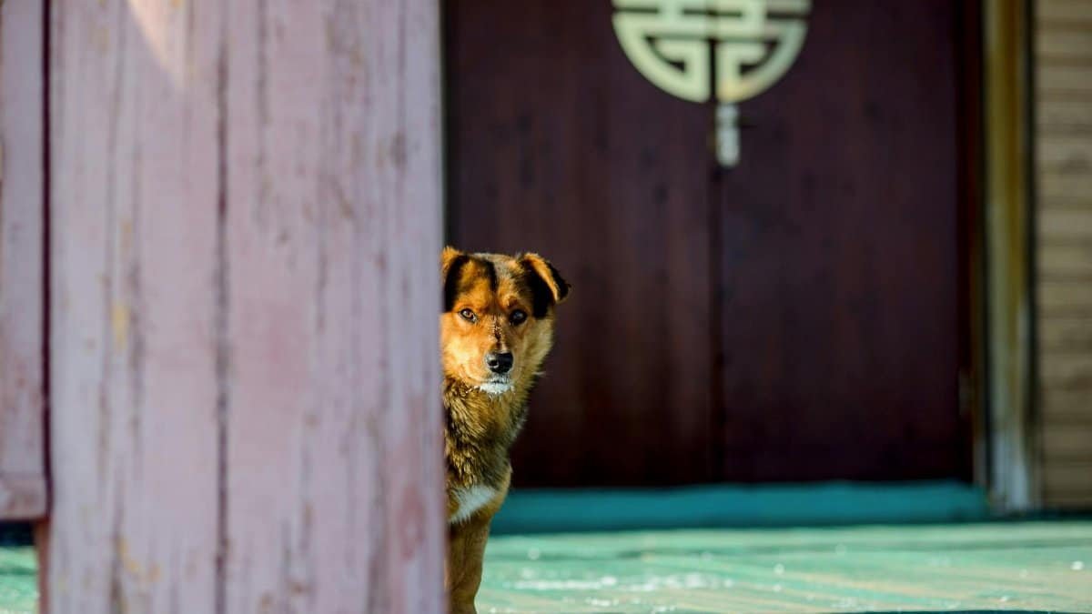 A vigilant dog standing watch by a traditional oriental door. Concept of guarding and loyalty.