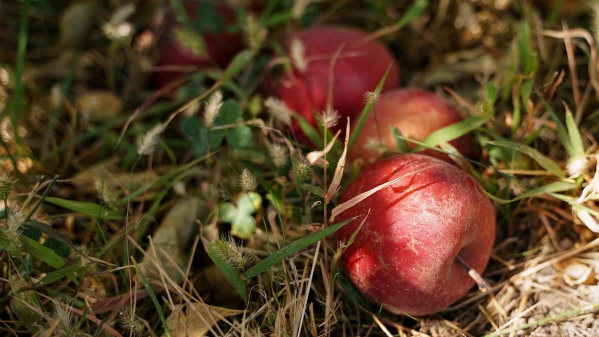 Close-up of ripe red apples lying on grass in a Los Angeles garden.