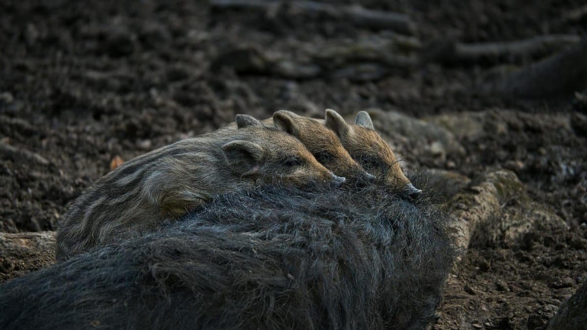 Three piglets snuggle on a wild boar in a forest setting, showcasing wildlife harmony.