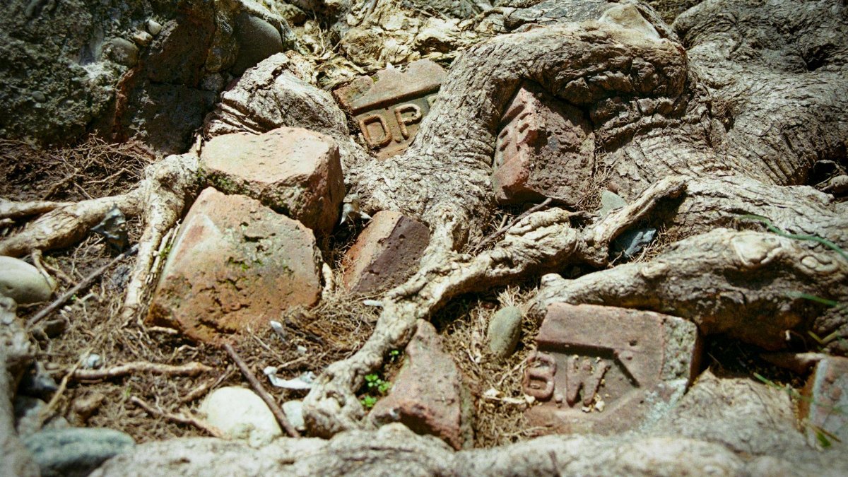 An ancient tree's roots intertwine with old bricks, showcasing nature reclaiming man-made structures.
