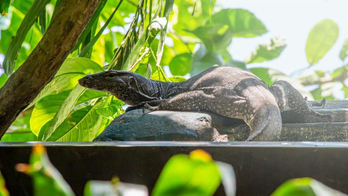 Asian water monitor lizard basking in sun, surrounded by lush jungle foliage.