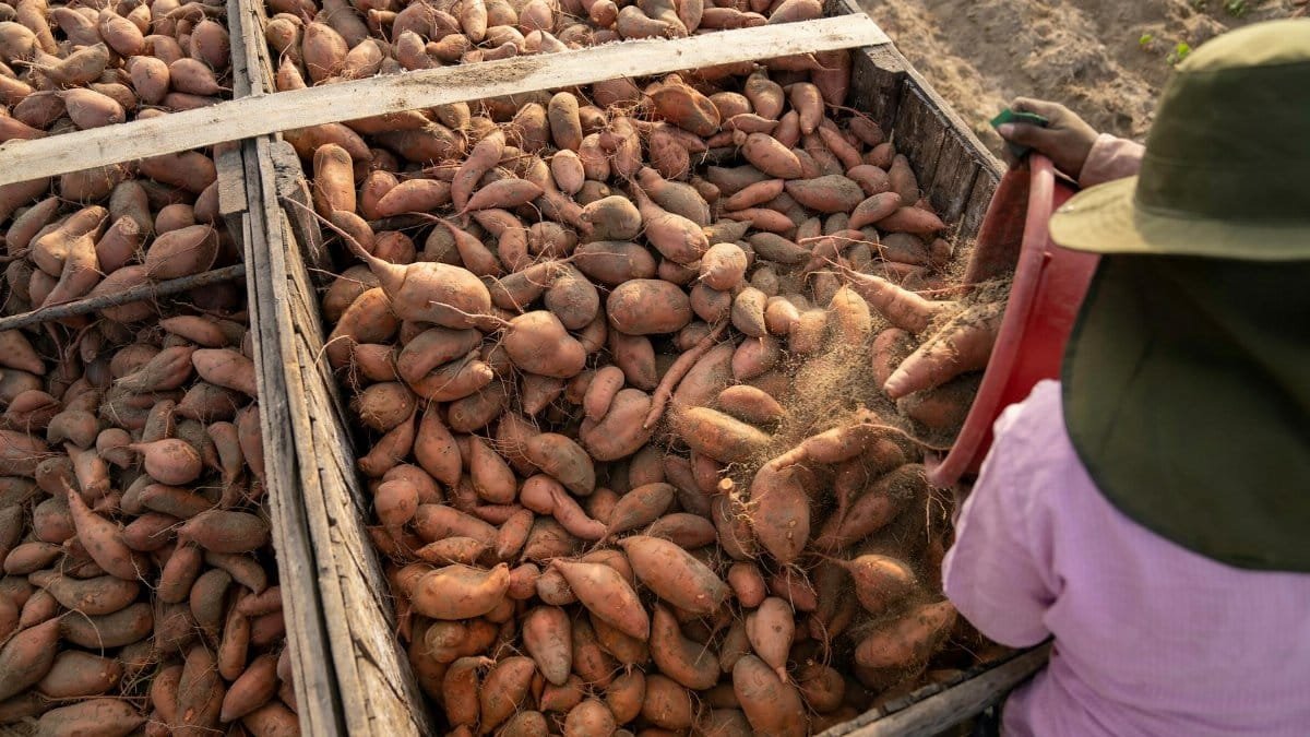 A farmer collects fresh sweet potatoes during harvest in a rural North Carolina farm.