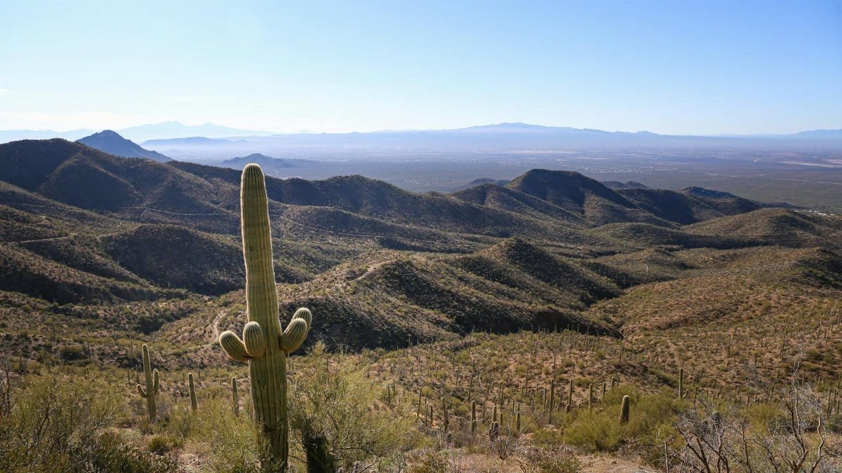 Expansive view of cacti and rugged terrain in Saguaro National Park, Arizona.