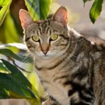 A stunning tabby cat posing in a sunlit garden in San Antonio.