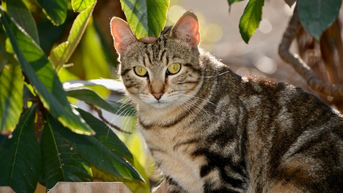 A stunning tabby cat posing in a sunlit garden in San Antonio.
