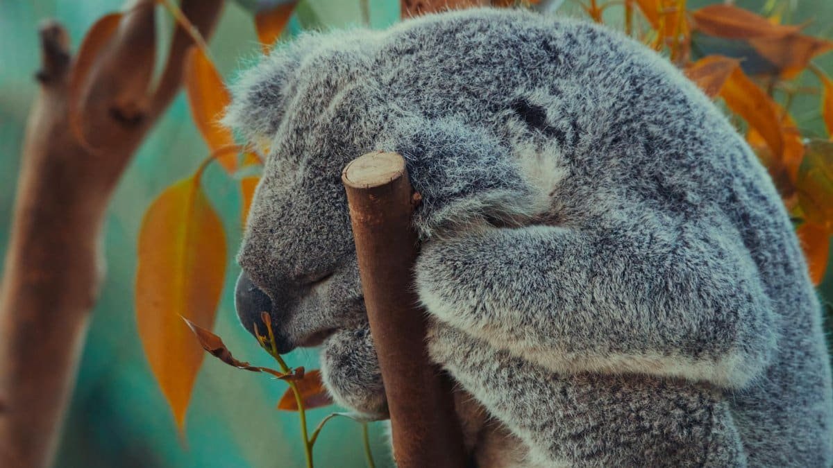 Close-up of a sleeping koala bear in a natural setting at San Diego Zoo.