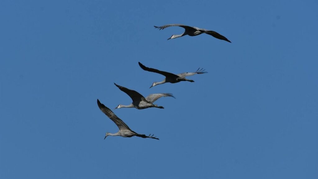 A group of sandhill cranes (Grus canadensis) flying gracefully across a clear blue sky.