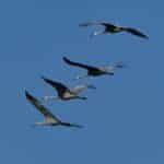 A group of sandhill cranes (Grus canadensis) flying gracefully across a clear blue sky.