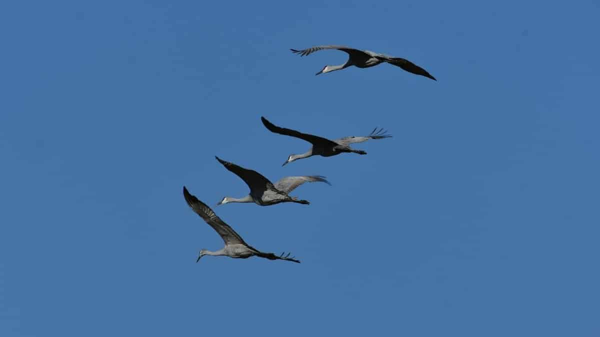 A group of sandhill cranes (Grus canadensis) flying gracefully across a clear blue sky.