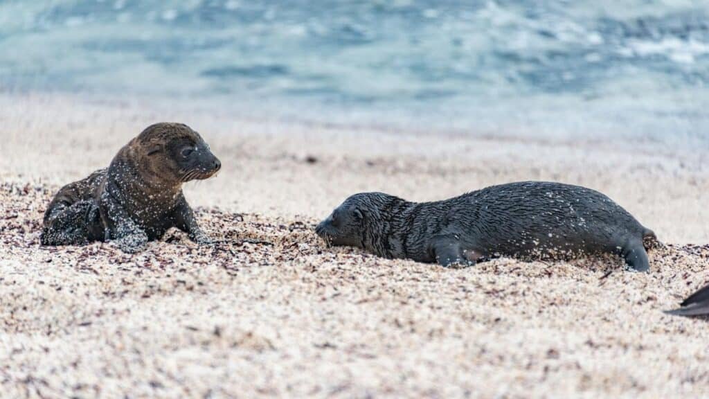 Two California sea lion pups playing on a sandy beach by the sea.