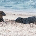 Two California sea lion pups playing on a sandy beach by the sea.