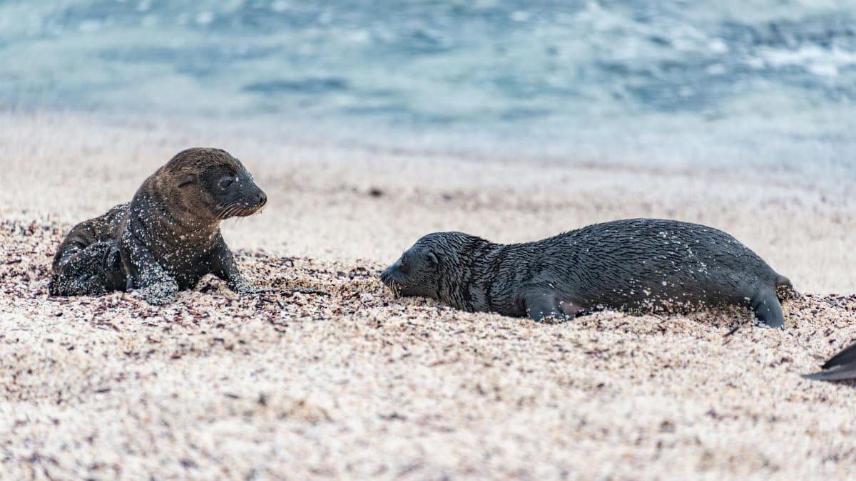 Two California sea lion pups playing on a sandy beach by the sea.