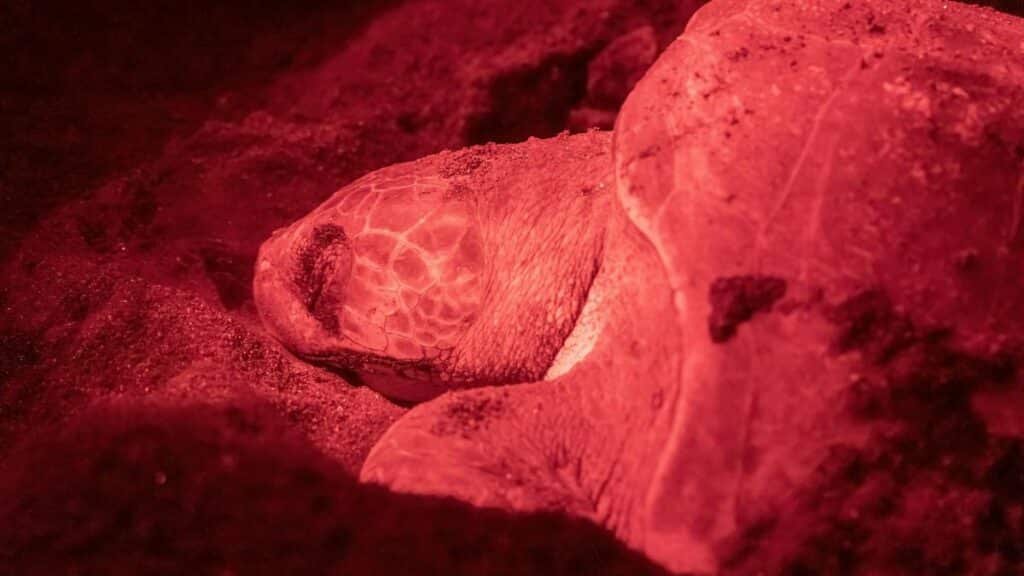 A close-up of a sea turtle nesting under red light in Chocó, Colombia.
